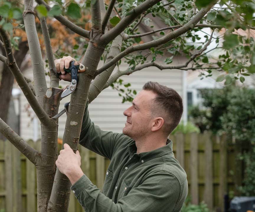 Why-Tree-Pruning-is-Crucial-for-Tree-Health-and-Growth